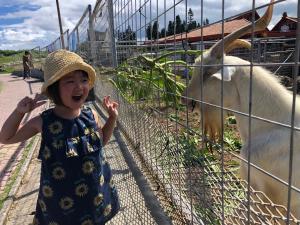 ミニ動物園でヤギに餌やり②