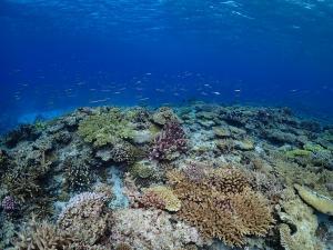 慶良間チービシ・クエフの海中世界