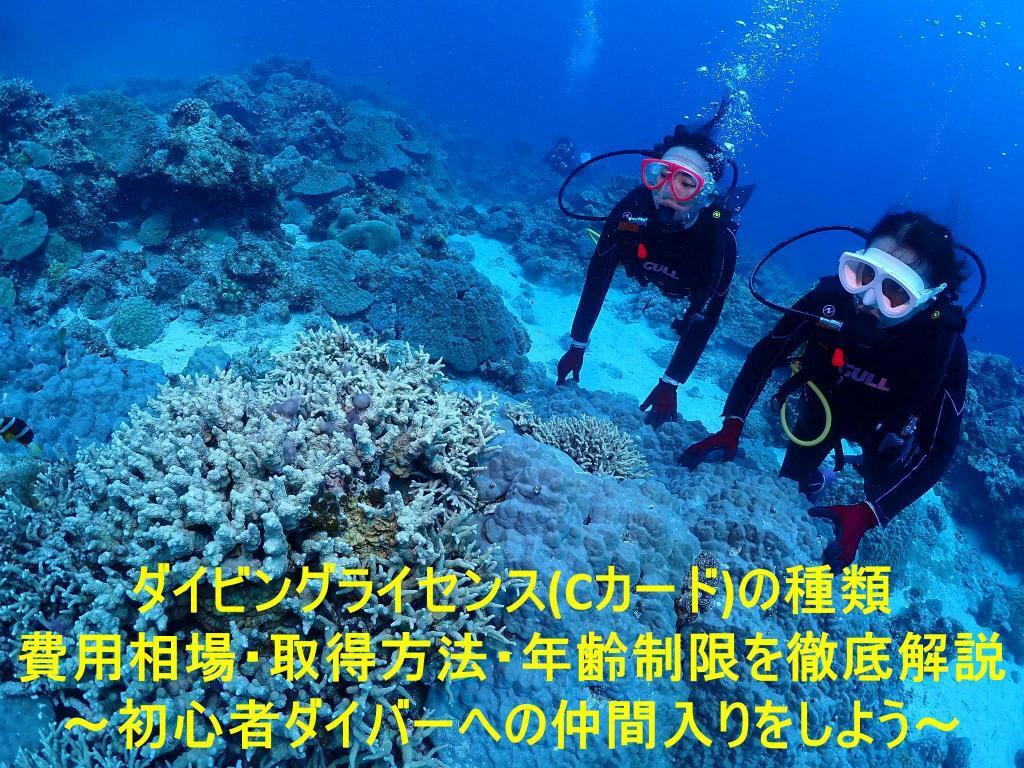 ダイビングライセンス(Cカード)の種類・取得方法・費用相場・年齢制限を徹底解説~初心者ダイバーへの仲間入りをしよう~